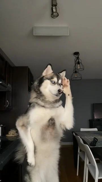 Хаски в тёмной кухне